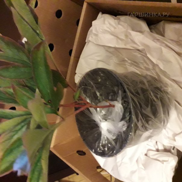 превью изображения отзыва