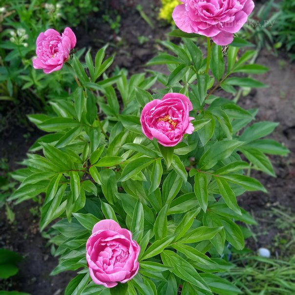 превью изображения отзыва