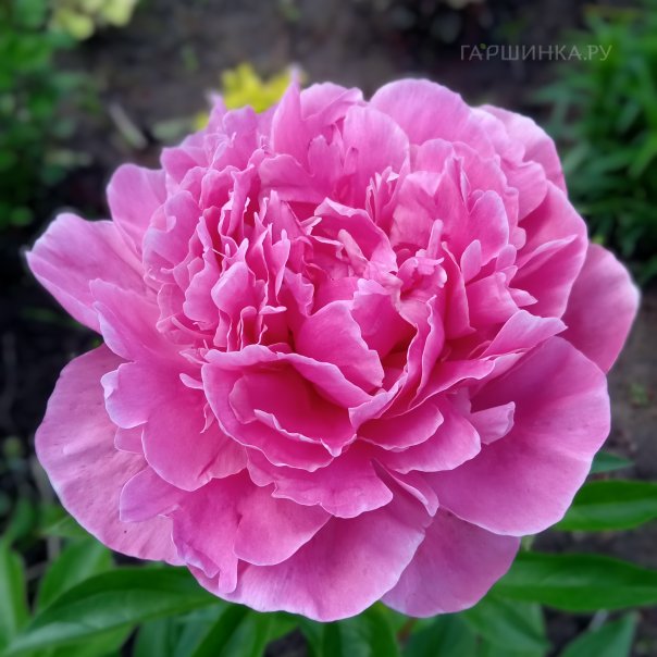 превью изображения отзыва