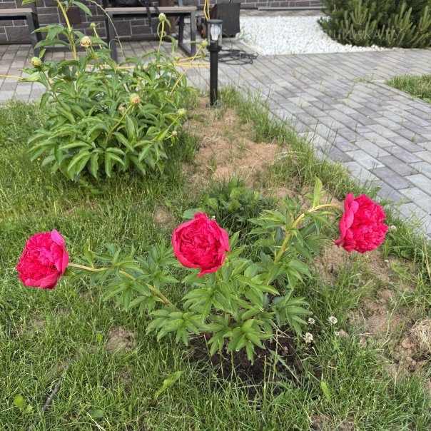 превью изображения отзыва