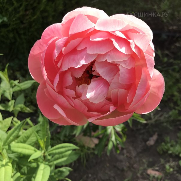 превью изображения отзыва