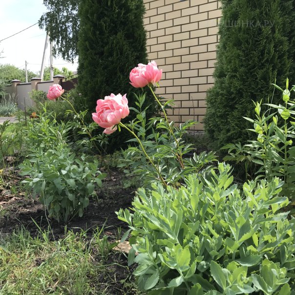 превью изображения отзыва