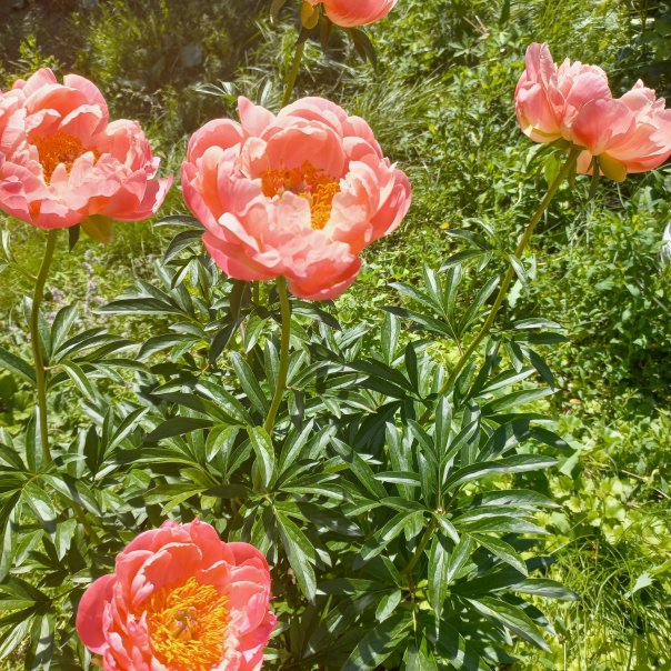 превью изображения отзыва