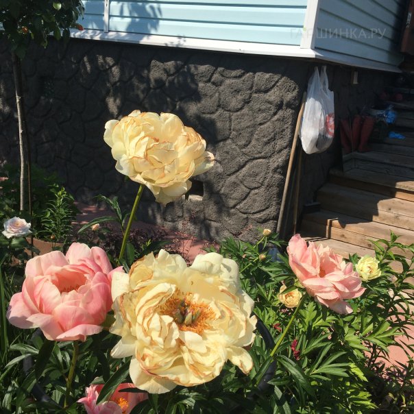 превью изображения отзыва