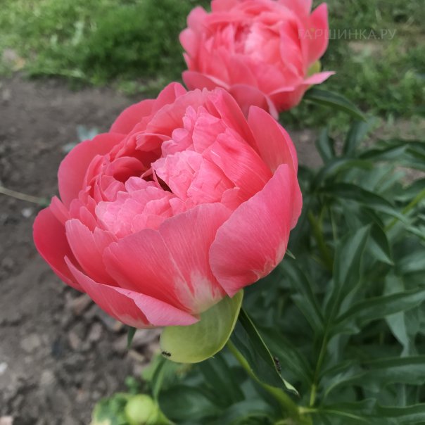 превью изображения отзыва