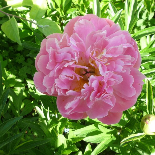 превью изображения отзыва