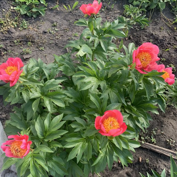 превью изображения отзыва