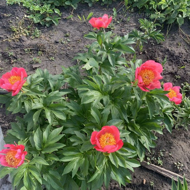 превью изображения отзыва