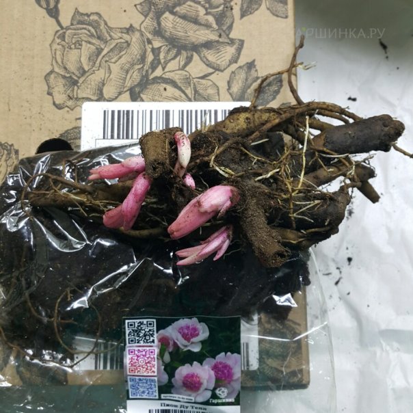 превью изображения отзыва