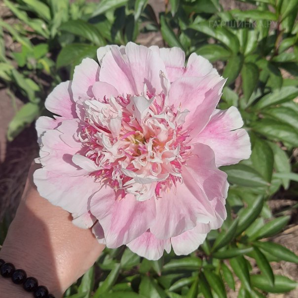 превью изображения отзыва