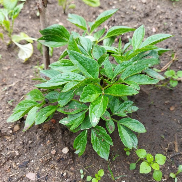 превью изображения отзыва