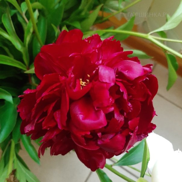 превью изображения отзыва