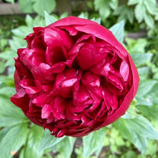 превью изображения отзыва