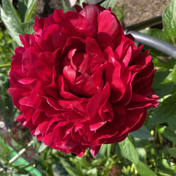 превью изображения отзыва