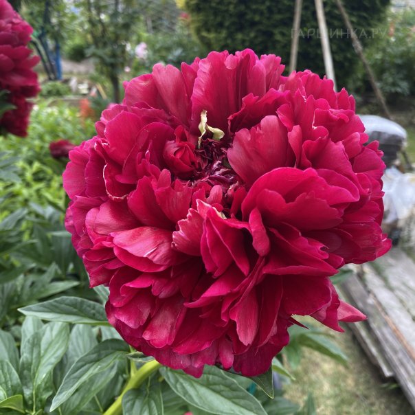 превью изображения отзыва