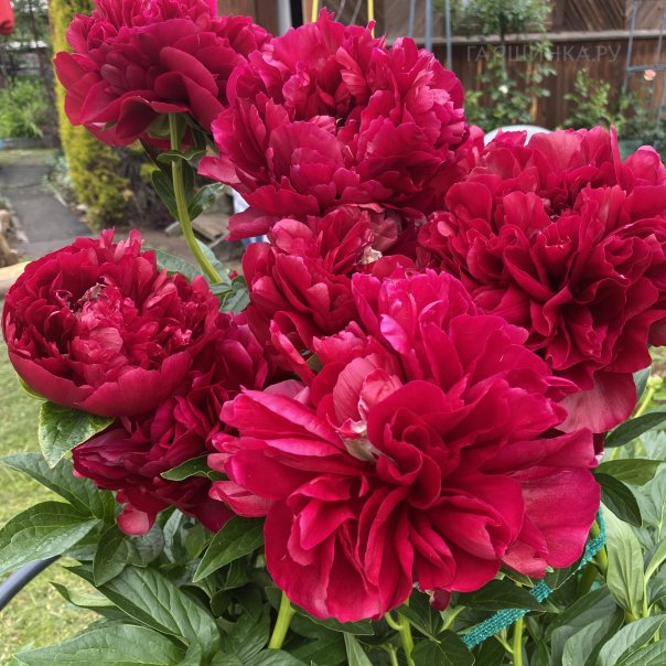 превью изображения отзыва