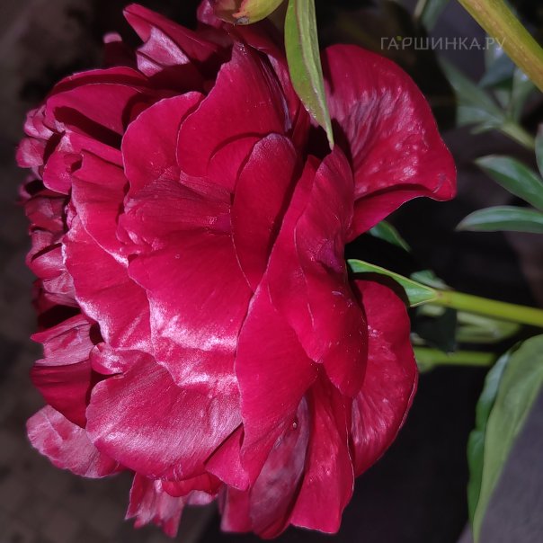 превью изображения отзыва