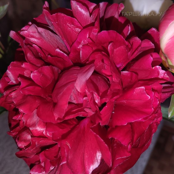 превью изображения отзыва