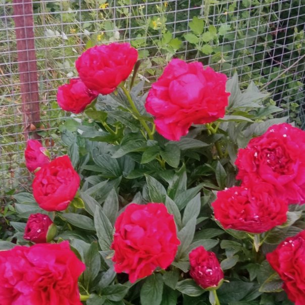 превью изображения отзыва