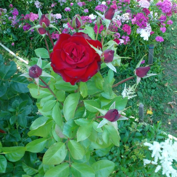 превью изображения отзыва