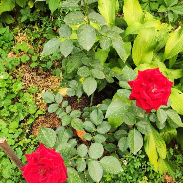 превью изображения отзыва