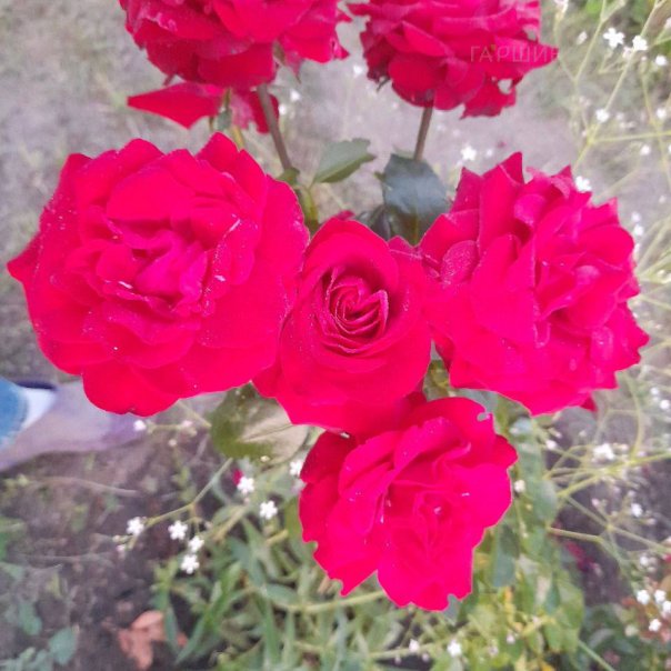 превью изображения отзыва