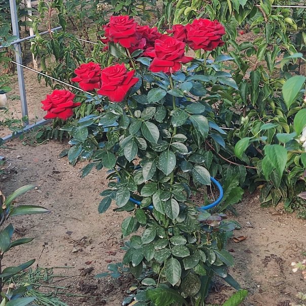 превью изображения отзыва