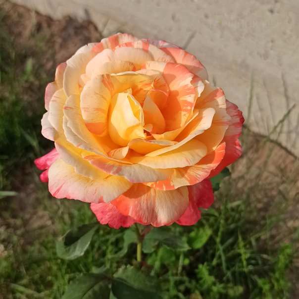 превью изображения отзыва