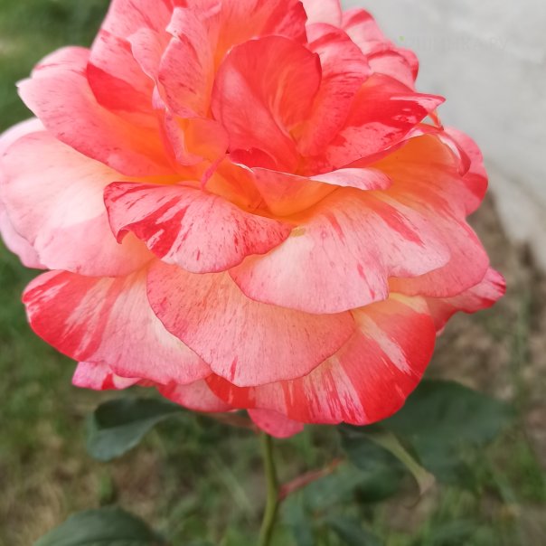 превью изображения отзыва