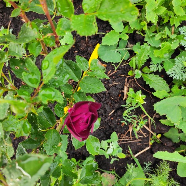 превью изображения отзыва