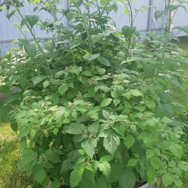 превью изображения отзыва