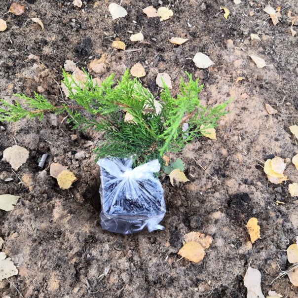 превью изображения отзыва