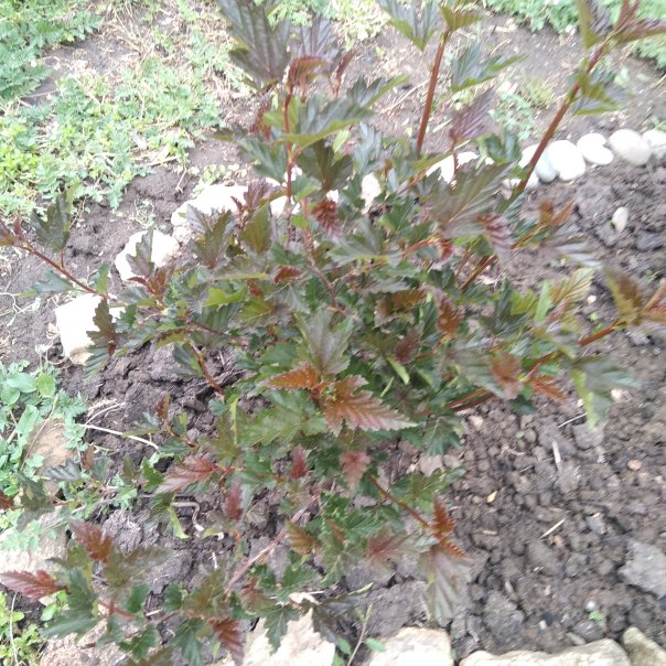 превью изображения отзыва