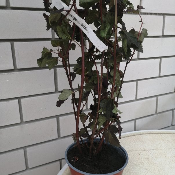 превью изображения отзыва