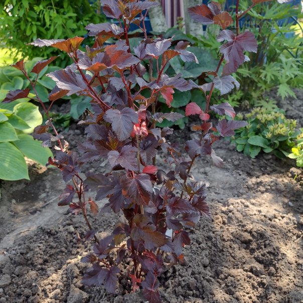 превью изображения отзыва