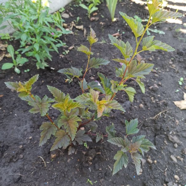 превью изображения отзыва