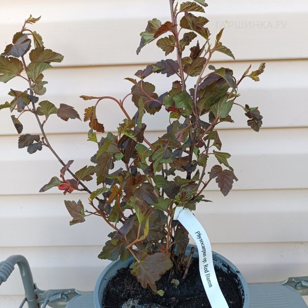 превью изображения отзыва