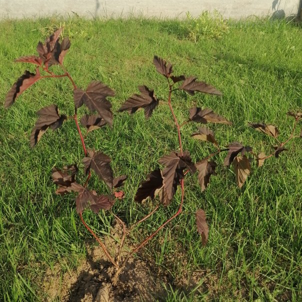 превью изображения отзыва