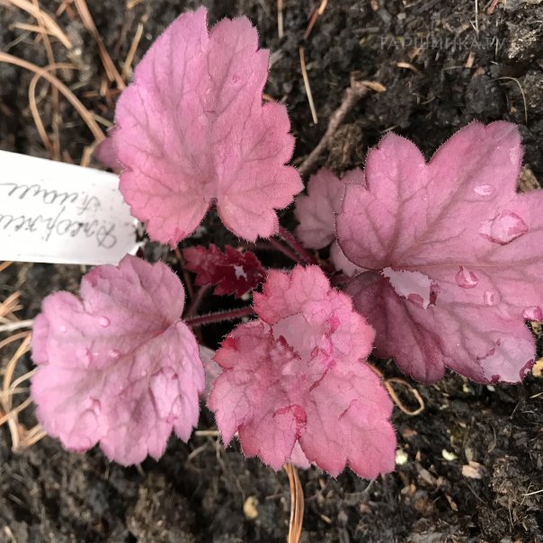 превью изображения отзыва