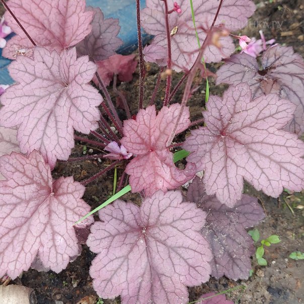 превью изображения отзыва