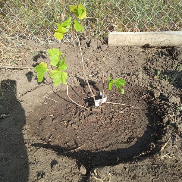 превью изображения отзыва