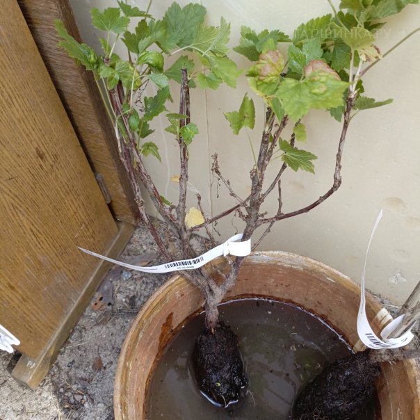 превью изображения отзыва