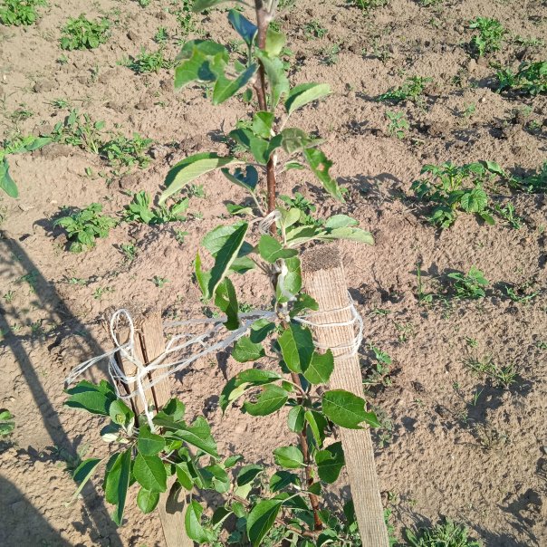 превью изображения отзыва