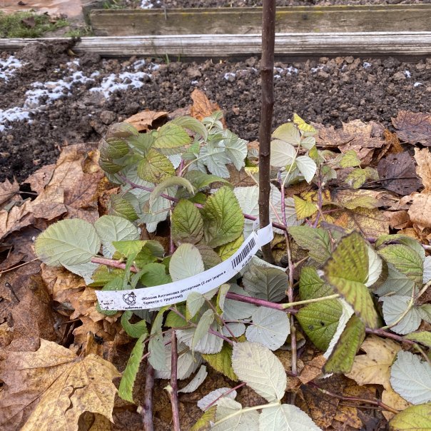 превью изображения отзыва