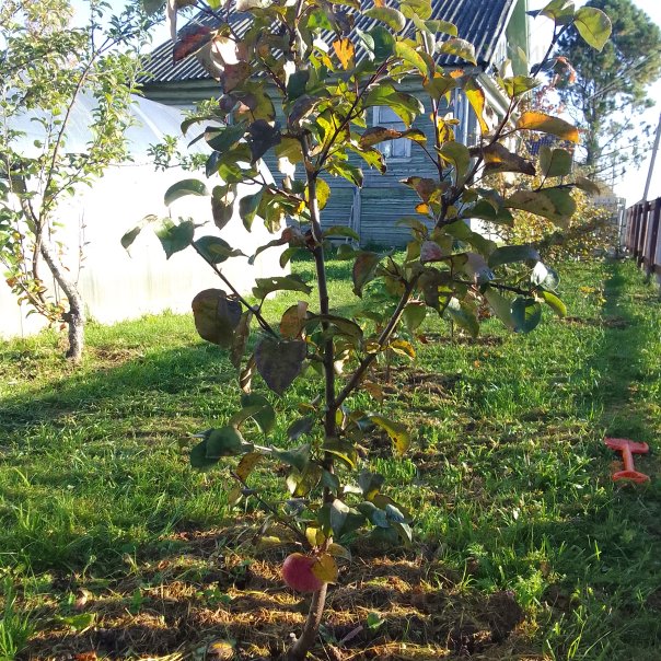 превью изображения отзыва