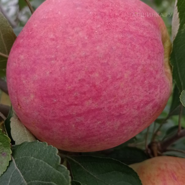 превью изображения отзыва