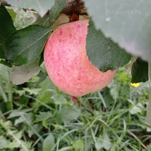 превью изображения отзыва