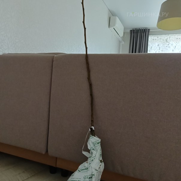 превью изображения отзыва