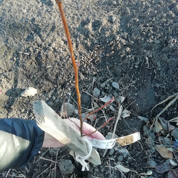 превью изображения отзыва