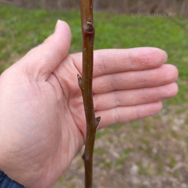 превью изображения отзыва